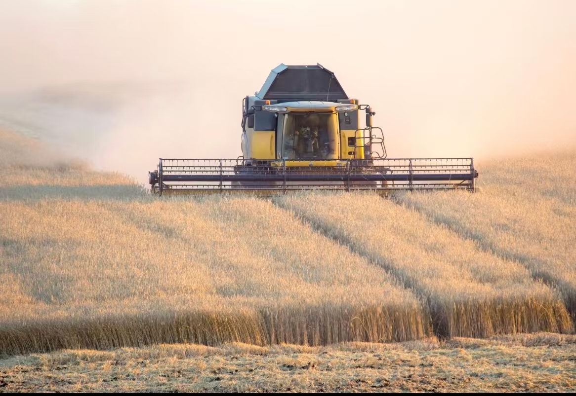 Grain harvesting in a field